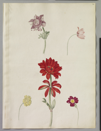 Alexander Marshal (RCIN 924292), Alexander Marshal