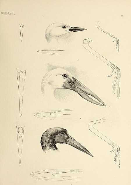 The genera of birds - comprising their generic characters, a notice of the habits of the genus, and an extensive list of species referred to their several genera (1849) (14566029927)