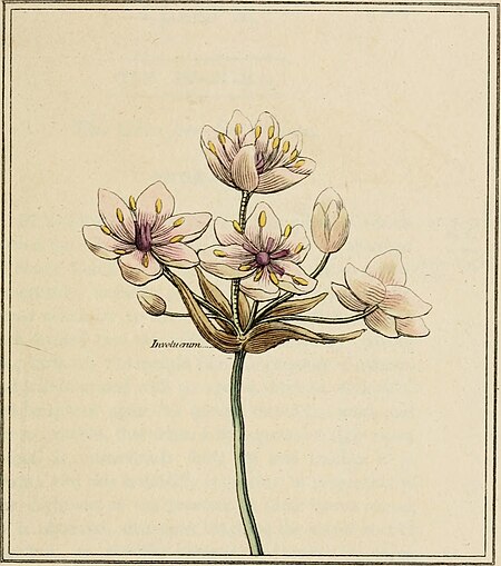 Elements of the science of botany, as established by Linnaeus; with examples to illustrate the classes and orders of his system (1812) (20643849083)