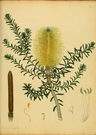 The botanist's repository, for new, and rare plants - containing coloured figures of such plants, as have not hitherto appeared in any similar publication, with all their essential characters, (14596629510), 1797