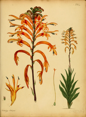 The botanist's repository, for new, and rare plants - containing coloured figures of such plants, as have not hitherto appeared in any similar publication, with all their essential characters, (14596681140), 1797