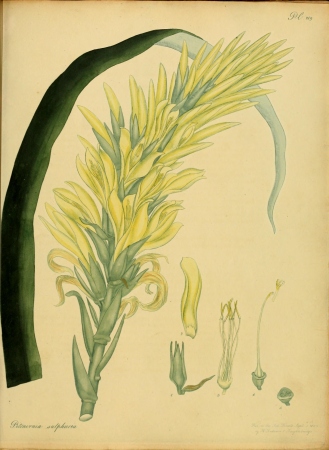 The botanist's repository, for new, and rare plants - containing coloured figures of such plants, as have not hitherto appeared in any similar publication, with all their essential characters, (14780281961), 1797