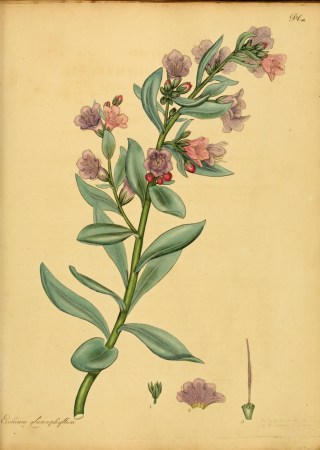 The botanist's repository, for new, and rare plants - containing coloured figures of such plants, as have not hitherto appeared in any similar publication, with all their essential characters, (14783346815), 1797