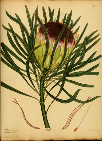 The botanist's repository, for new, and rare plants - containing coloured figures of such plants, as have not hitherto appeared in any similar publication, with all their essential characters, (20218700699), 1797