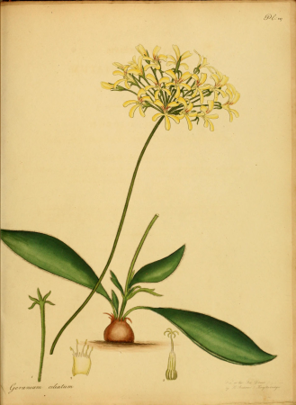 The botanist's repository, for new, and rare plants - containing coloured figures of such plants, as have not hitherto appeared in any similar publication, with all their essential characters, (14596758329), 1797