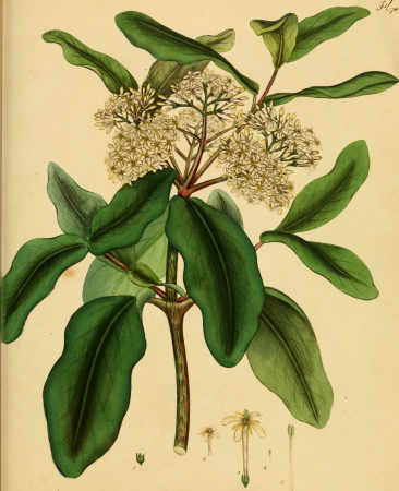 The botanist's repository, for new, and rare plants - containing coloured figures of such plants, as have not hitherto appeared in any similar publication, with all their essential characters, (19782559584), 1797