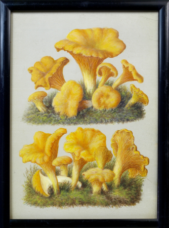 František Tyttl – plodnice houby lišky obecné, olejomalba, František Tyttl, before 1943