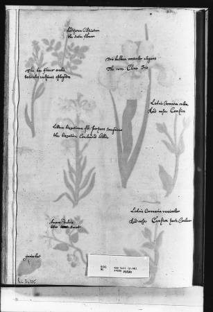 Alexander Marshal (RCIN 924335-2), Alexander Marshal