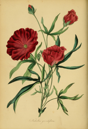 Paxton's Magazine of Botany and Register of Flowering Plants (1838) (14761720151), 1838