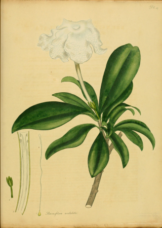 The botanist's repository, for new, and rare plants - containing coloured figures of such plants, as have not hitherto appeared in any similar publication, with all their essential characters, (14780989594), 1797