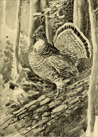 Annual report of the Forest, Fish and Game Commission of the State of New York (1899) (14755058032), Charles Frederick William Mielatz