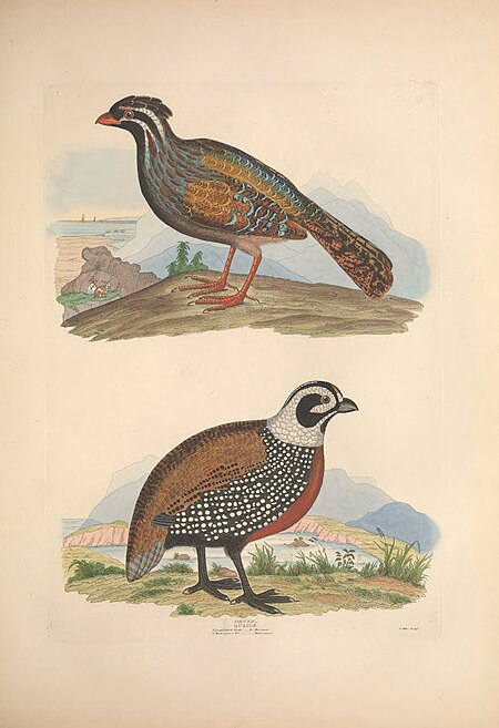 Illustrations of the American ornithology of Alexander Wilson and Charles Lucian Bonaparte - with the addition of numerous recently discovered species and representations of the whole sylvae of North (14747191364), Alexander Wilson, 1835