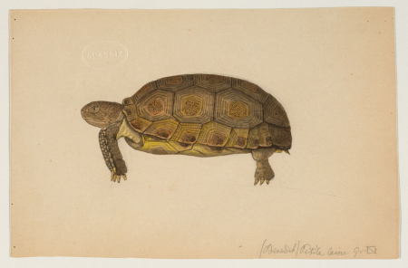 Turtle (side view), Jacques Burkhardt