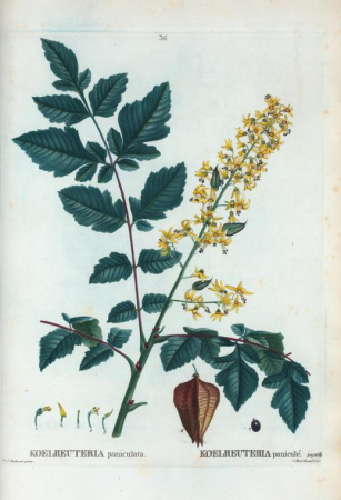 Koelreuteria paniculata = Koelreuteria paniculata., Pierre-Joseph Redouté, between 1801 and 1819
