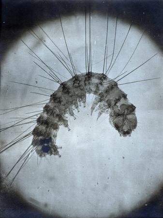 Microscopic enlargement of a larva caught in a spider's web, 1853, by Alois Auer