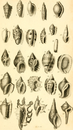 The conchologist's text-book, embracing the arrangements of Lamarck and Linnaeus, with a glossary of technical terms (1833) (14804489733)