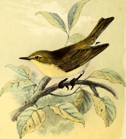 Onze vogels in huis en tuin (1869) (14749321924), Pieter Willem Marinus Trap, 1869