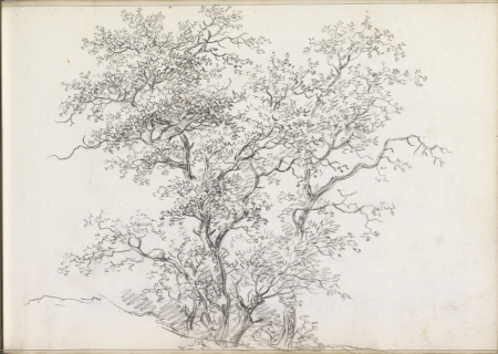 Bomen, BI-1899-2310-51(R), Andreas Schelfhout, circa 1811