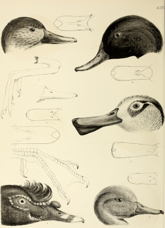 The genera of birds - comprising their generic characters, a notice of the habits of the genus, and an extensive list of species referred to their several genera (1849) (14749340091)