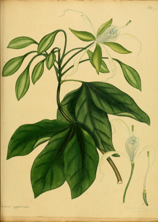 The botanist's repository, for new, and rare plants - containing coloured figures of such plants, as have not hitherto appeared in any similar publication, with all their essential characters, (14783357625), 1797