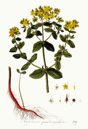 Hypericum quadrangulare — Flora Batava — Volume v2 - clean, 1807