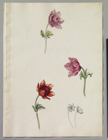 Alexander Marshal (RCIN 924289), Alexander Marshal