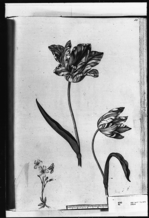 Alexander Marshal (RCIN 924319-3), Alexander Marshal