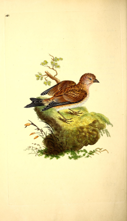 The natural history of British birds, or, A selection of the most rare, beautiful and interesting birds which inhabit this country - the descriptions from the Systema naturae of Linnaeus - with (14565816297), 1816