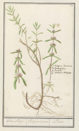 Polei (Mentha pulegium) Herts Poleije Pulegium Cervinum Pouliot (titel op object), RP-T-BR-2017-1-10-76, Elias Verhulst, between 1596 and 1610