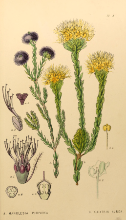 Appendix to the first twenty-three volumes of Edwards's botanical register (Pl. 3) BHL6014083, 1839