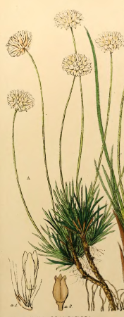 Laxmannia grandiflorafirst twenty-three volumes of Edwards's Botanical Register - Plate 7 (cropped), 1839