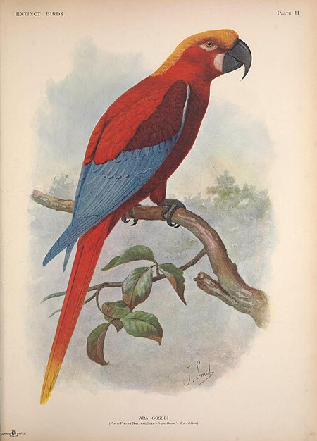 Extinct birds - an attempt to unite in one volume a short account of those birds which have become extinct in historical times - that is, within the last six or seven hundred years - to which are (14752208942), 1907