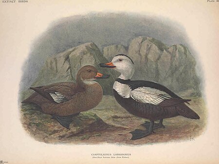 Extinct birds - an attempt to unite in one volume a short account of those birds which have become extinct in historical times - that is, within the last six or seven hundred years - to which are (14565904089), 1907