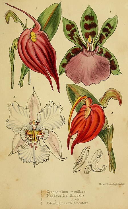 Cool orchids, and how to grow them - with a descriptive list of all the best species in cultivation (and how to grow them -) (20692786705), 1874