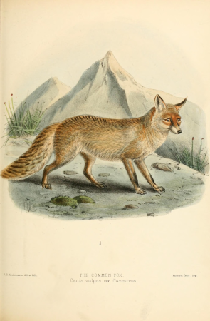 Dogs, jackals, wolves, and foxes- a monograph of the Canidae. With woodcuts, and 45 coloured plates drawn from nature by J.G. Keulemans and hand-coloured (1890) (20989202015), John Gerrard Keulemans