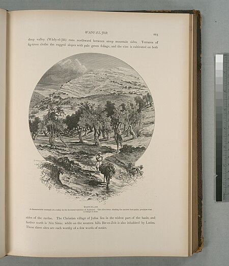 Wady-el-Jib, a characteristic example of a valley in the favoured territory of Ephraim. The olive-trees, shading the ancient foot-paths, proclaim that a village is near., 1881