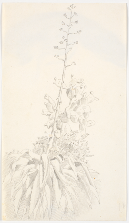 Copy after Eckersberg's drawing: A flowering agave and a fig cactus, Martinus Rørbye