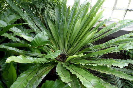 Asplenium squamulatum - Wilhelma Zoo - Stuttgart, Germany - DSC02011