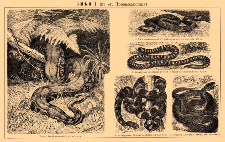 Brockhaus and Efron Encyclopedic Dictionary b49 082-1, Friedrich Specht, between 1890 and 1907