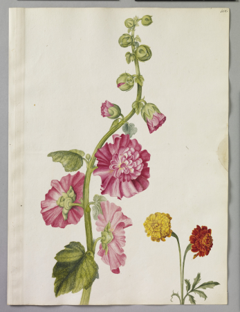 Alexander Marshal (RCIN 924373), Alexander Marshal