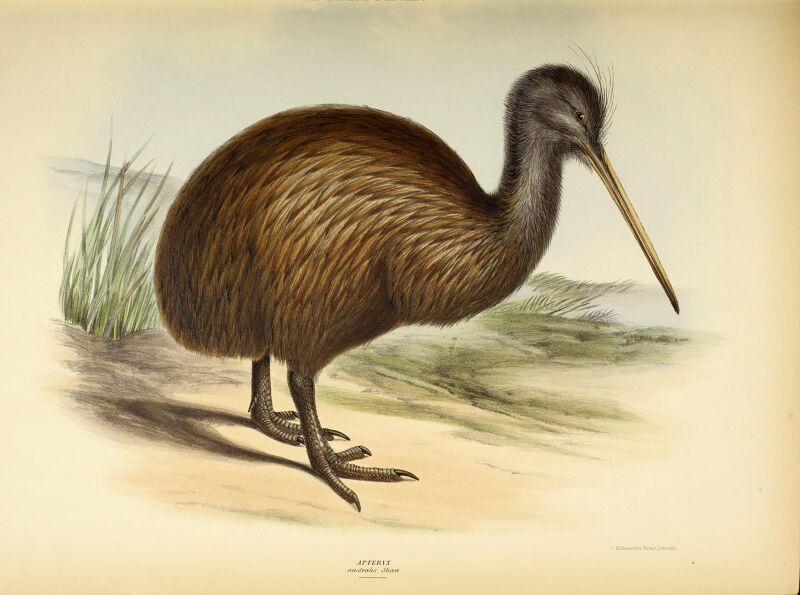 The genera of birds - comprising their generic characters, a notice of the habits of the genus, and an extensive list of species referred to their several genera (1849) (14752142042)