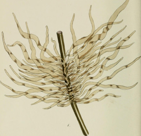 Phycologia Britannica, or, A history of British sea-weeds - containing coloured figures, generic and specific characters, synonymes, and descriptions of all the species of algae inhabiting the shores (14577764469), 1846