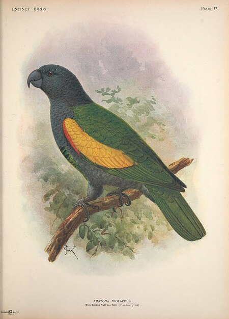 Extinct birds - an attempt to unite in one volume a short account of those birds which have become extinct in historical times - that is, within the last six or seven hundred years - to which are (14749365541), 1907