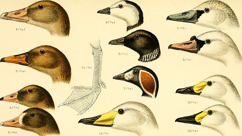 A handbook of British birds, showing the distribution of the resident and migratory species in the British islands, with an index to the records of the rarer visitants (1901) (14750144762)