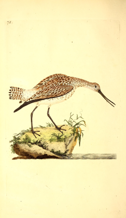 The natural history of British birds, or, A selection of the most rare, beautiful and interesting birds which inhabit this country - the descriptions from the Systema naturae of Linnaeus - with (14748976551), 1797