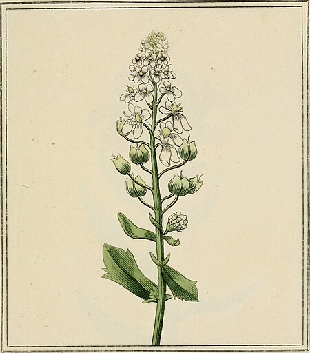 Elements of the science of botany, as established by Linnaeus; with examples to illustrate the classes and orders of his system (1812) (20643886343)