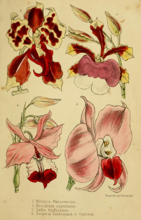 Cool orchids, and how to grow them - with a descriptive list of all the best species in cultivation (and how to grow them -) (20506061599), 1874