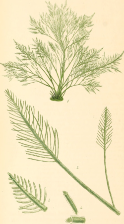 Phycologia britannica, or, A History of British sea-weeds, containing coloured figures, generic and specific characters, synonymes, and descriptions of all the species of algae inhabiting the shores (14595646840), 1846