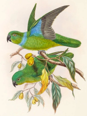 Geoffroyus simplex 2, John Gould, before 1881