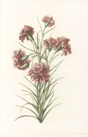 Tak met zes anjers, RP-P-1955-285, Johan Teyler, between 1688 and 1698